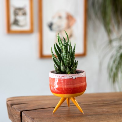 Cactus Plant In Livingroom