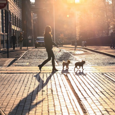 Walking Dog Sunset